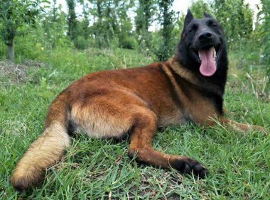 马犬如何训练，让你头疼的问题通通搞定