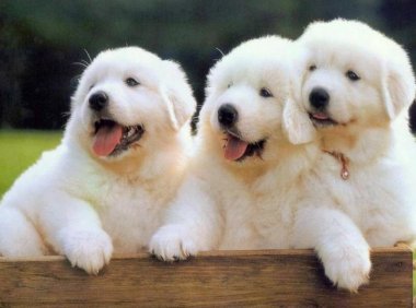 大白熊犬的最长寿命多久?正常情况是这样的