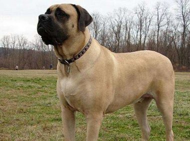 马士提夫犬打架厉害吗?这是很厉害的护家犬