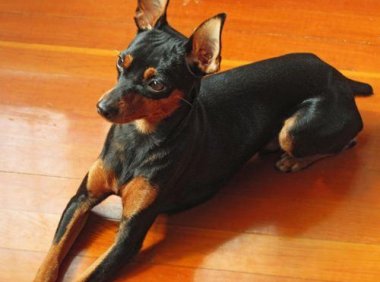 迷你杜宾犬咬人吗?一般情况下它们是这样的