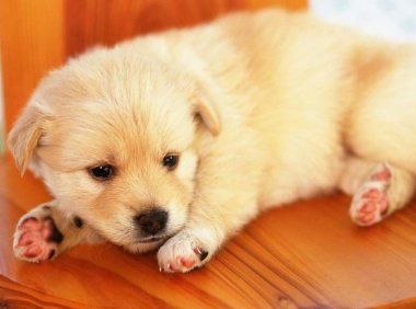 细小是什么病？细小病毒症状和治疗