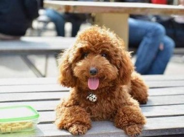 贵宾犬老是流眼泪怎么回事？可能是这些方面的原因