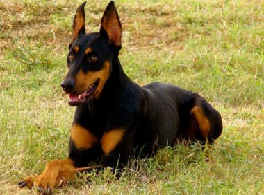 宾莎犬和杜宾犬区别,全方位了解它们