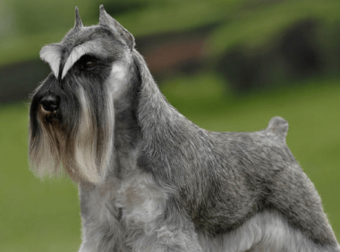 雪拉瑞如何训练大小便？天天带它上厕所