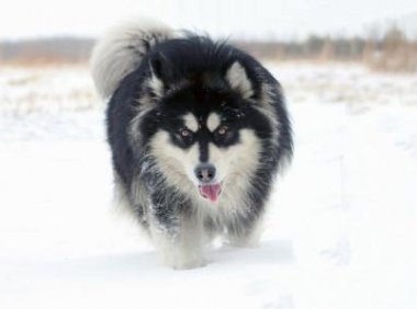 阿拉斯加吃多少?从幼犬到成犬都要科学喂养