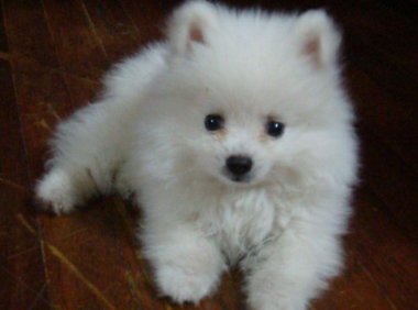 博美犬可以长多大?符合小型犬的标准