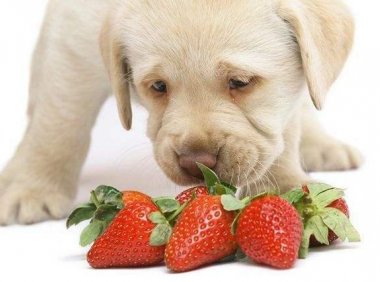 狗狗能吃水果吗？有些是可以适量吃点的
