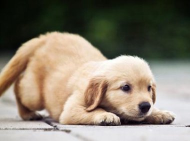 犬瘟热症状，宠主们必须知道