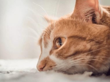 猫瘟能治好吗？这是个很严重的情况