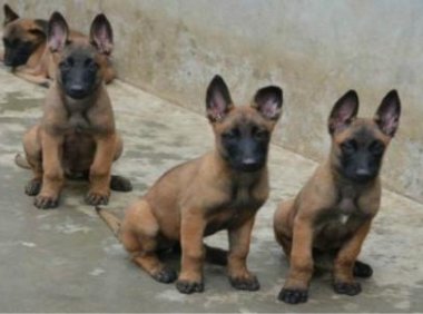 被马犬咬了有没有毒?先确认是否打疫苗吧