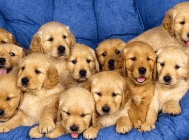 金毛犬怎么看纯不纯？注意这几个方面的特征