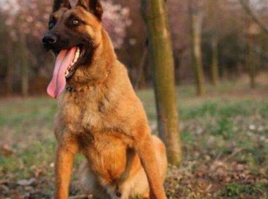 马犬能长多大?标准体型看过来