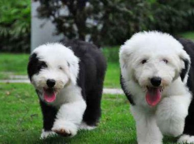 古牧犬的性格,这些特性让你苦笑不得