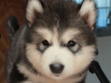 阿拉斯加一般吃什么？肉食动物都要吃肉吗