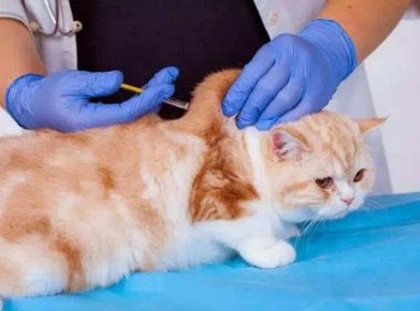 猫咪要打什么疫苗？养了猫咪一定要看