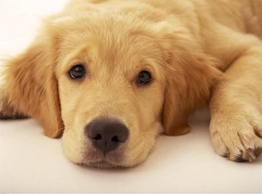 对于拉布拉多的分类,这里有不同看法