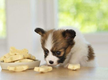 蝴蝶犬和吉娃娃哪个好?这样比一下才知道