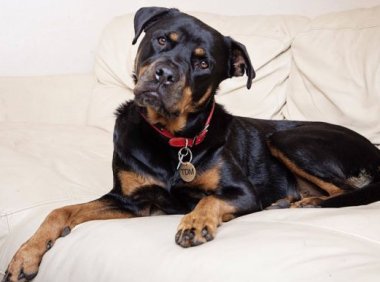 罗威纳犬能长多大,和小主人一起长大