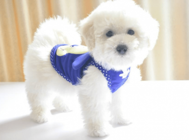 比熊吃什么牌子的狗粮好，种类繁多供君选择