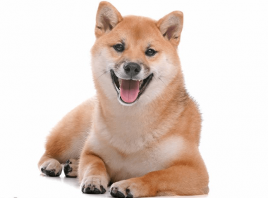 柴犬聪明吗,你感觉它的表现呢