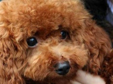 泰迪狗狗皮肤病传染吗？这些知识你要明白