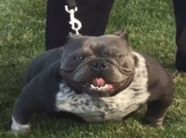 恶霸犬怎么看品相?看着像恶霸就对了