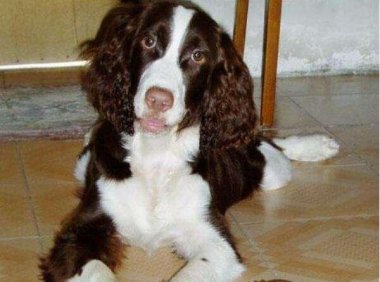 如何判断史宾格犬纯种,仔细观察这几处地方