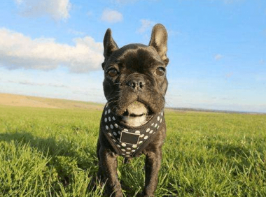 狗狗吃什么长得快？怎样才是营养均衡？