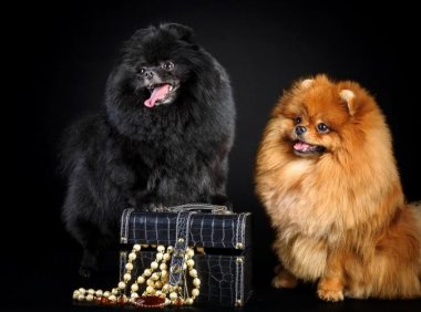 狗狗打喷嚏怎么回事?不一定是感冒