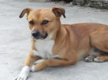 中华田园犬吃什么好？最好养的狗子非它莫属了