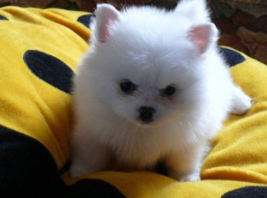 白色茶杯犬多少钱一只?价格并不是固定的