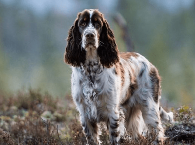 史宾格成年犬吃什么?很多事物都是比较适合的