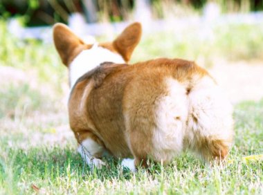 柯基犬为什么这么凶?你可能误会了