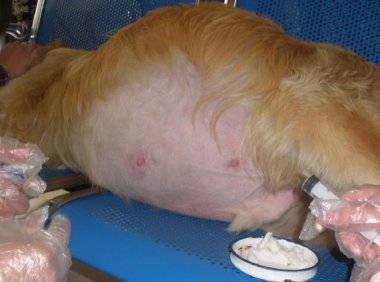 狗狗腹水肿了怎么办?常规的做法就是这样