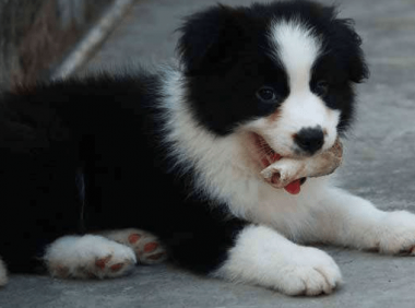 边境牧羊犬跟柴犬哪个好?实际上是比较难区分的