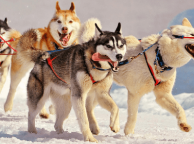 阿拉斯加犬不能吃什么？除了巧克力还有这些