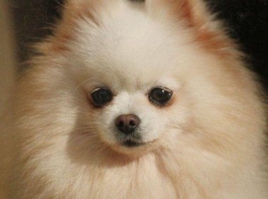 博美犬能长多大?超小型犬长不大