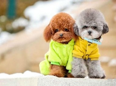 贵宾犬大概多少钱一只？贵宾真不贵