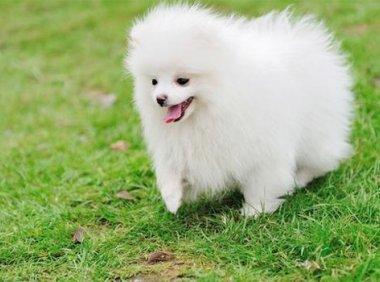 博美犬不能吃什么,这几点一定要注意