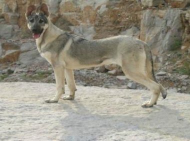 狼青犬的缺点是什么?爱屋及乌的你能接受吗