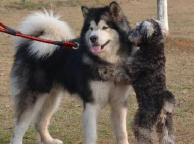 阿拉斯加犬如何训练,耐心和细心最重要