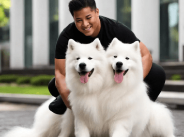 怎样训练萨摩耶听话的方法