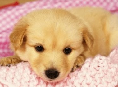 狗狗的肚子很大怎么办?注意排除这些原因