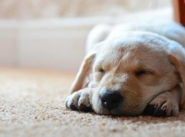 狗的平均寿命，有没有陪你一起长大