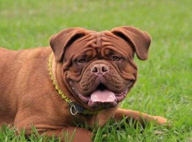 看家狗养什么最好?这几条你看看如何