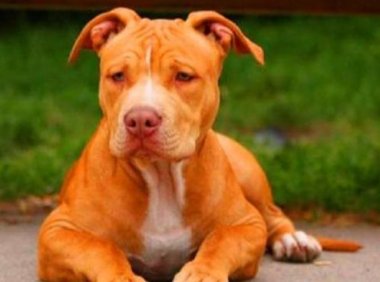 怎样训练比特犬，劳逸结合最重要