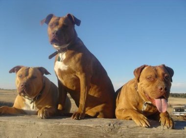 如何训练比特犬?松是害严才是爱!