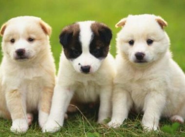 狗能吃土豆吗?土豆在某些地方可是主粮啊