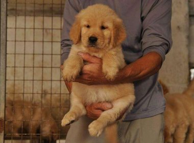 金毛幼犬吃什么狗粮好?这点建议你应该需要