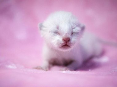 刚出生的小猫吃什么？这几种食物要必备